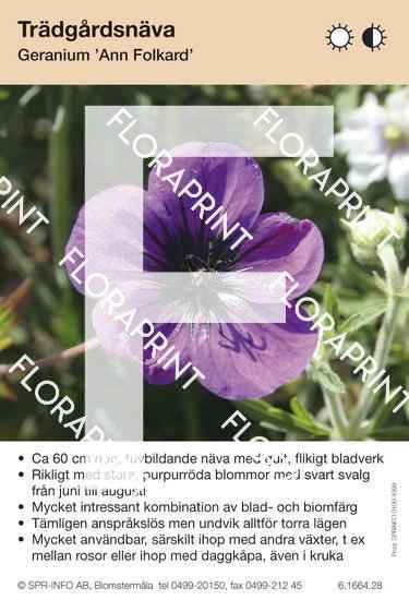 Geranium Ann Folkard