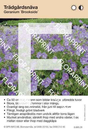 Geranium Brookside