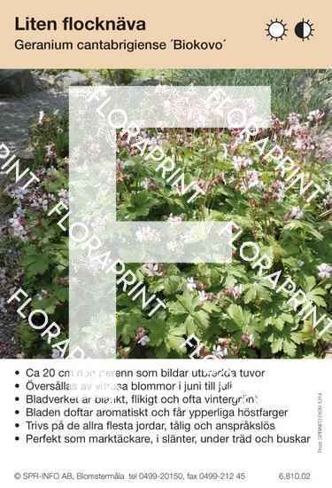 Geranium cantabrigiense Biokovo