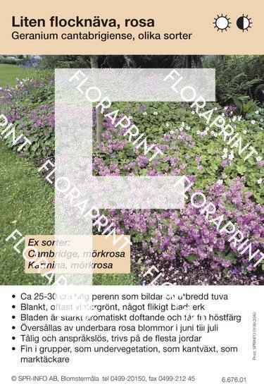 Geranium cantabrigiense rosa (sorter:)