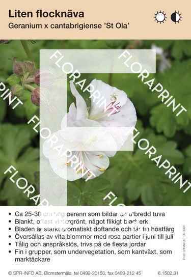 Geranium cantabrigiense St Ola