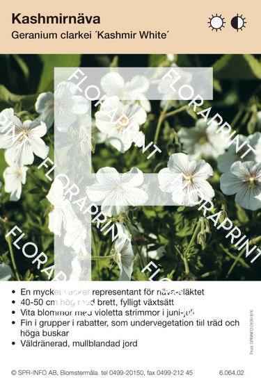 Geranium clarkei Kaschmir White
