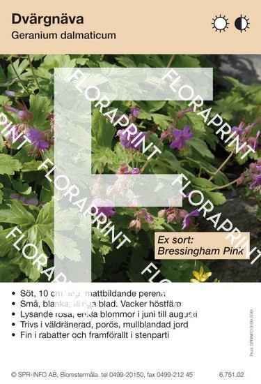 Geranium dalmaticum (sorter:)