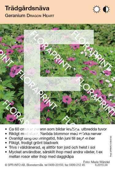 Geranium Dragon Heart