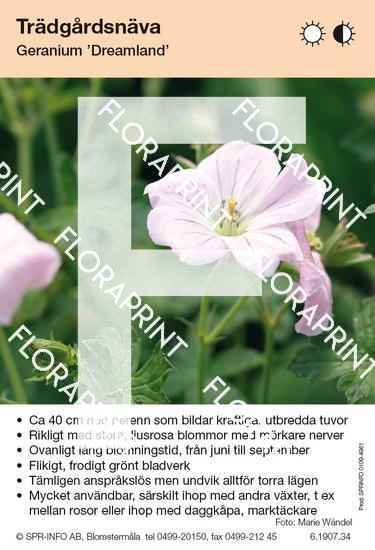 Geranium Dreamland