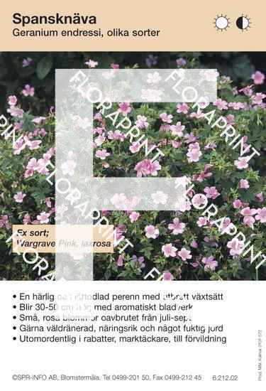 Geranium endressii (sorter:)