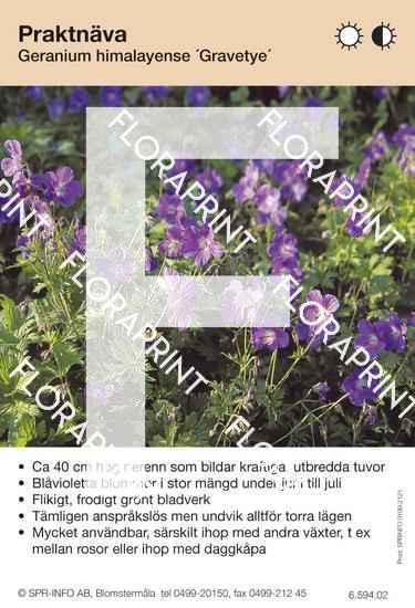 Geranium himalayense Gravetye