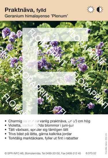 Geranium himalayense Plenum