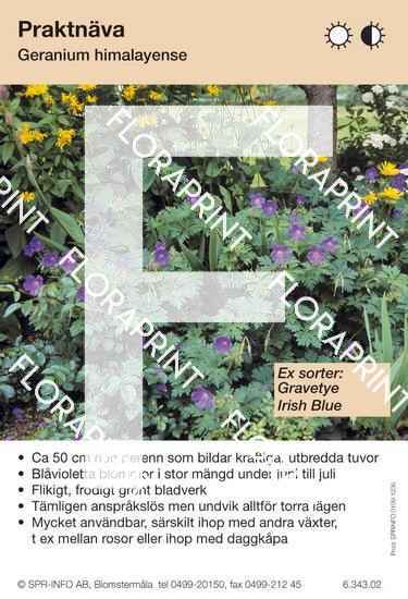 Geranium himalayense (sorter:)