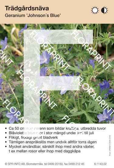 Geranium Johnson´s Blue