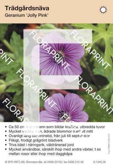 Geranium Jolly Pink