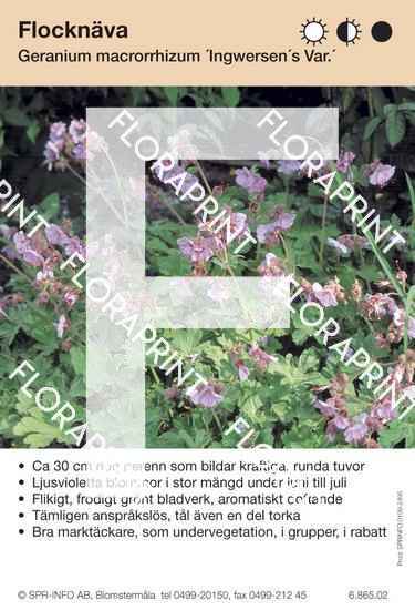 Geranium macrorrhizum Ingwersen´s var