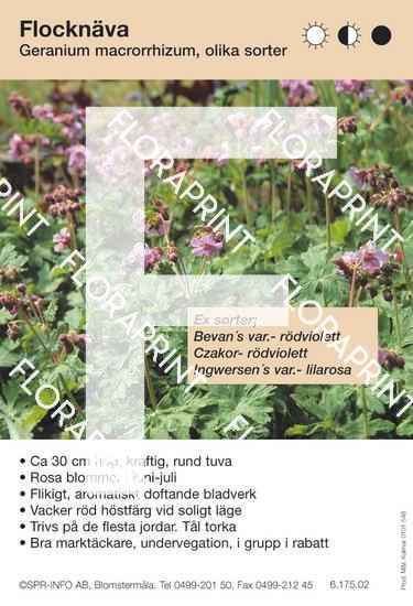 Geranium macrorrhizum (sorter:)