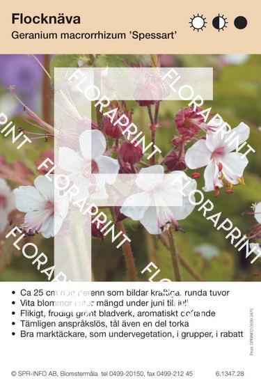 Geranium macrorrhizum Spessart