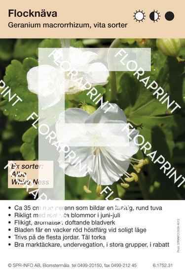 Geranium macrorrhizum vit (sorter:)