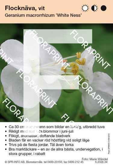 Geranium macrorrhizum White Ness