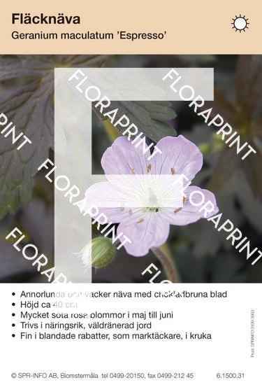 Geranium maculatum Espresso