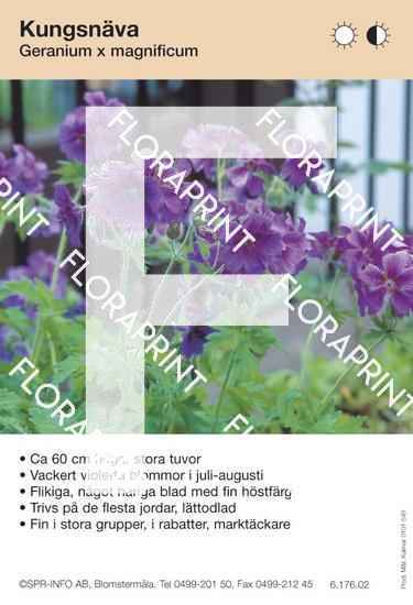 Geranium magnificum