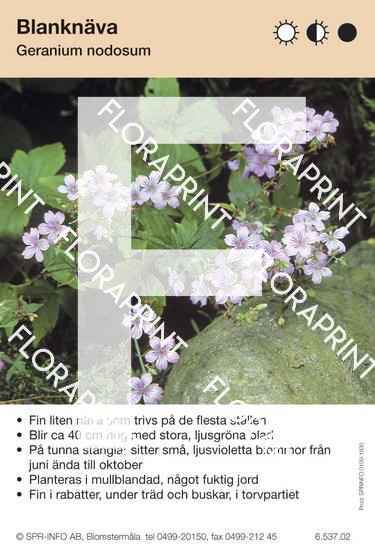 Geranium nodosum