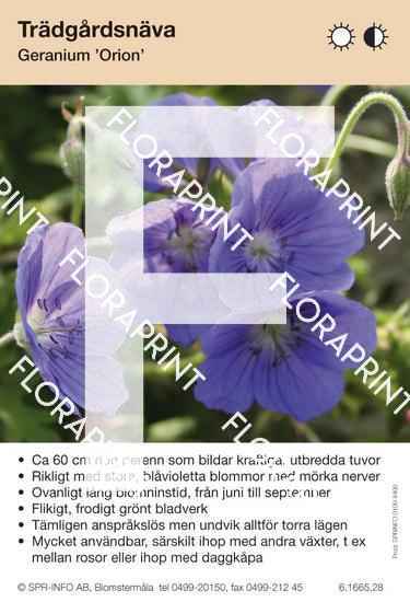 Geranium Orion