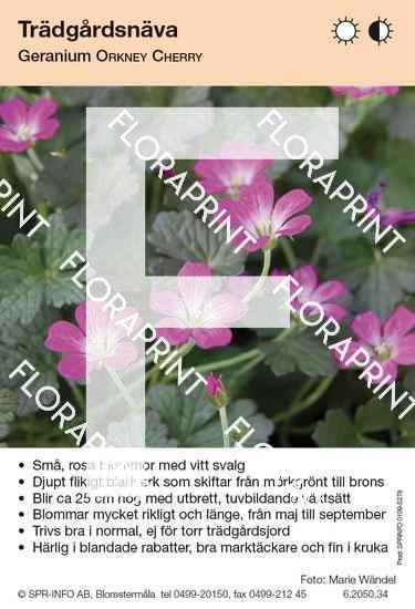 Geranium Orkney Cherry