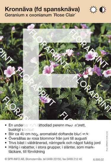 Geranium oxonianum Rose Clair
