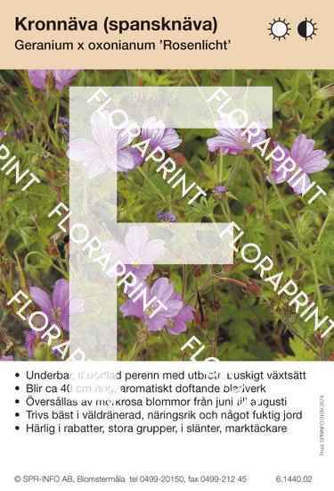 Geranium oxonianum Rosenlicht