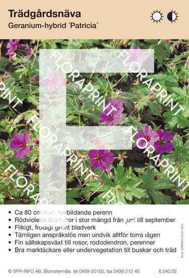 Geranium Patricia