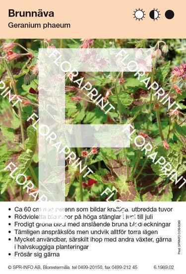 Geranium phaeum