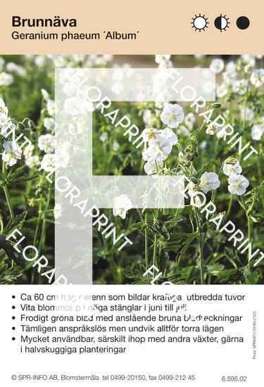 Geranium phaeum Album