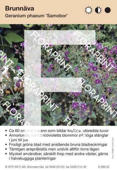 Geranium phaeum Samobor