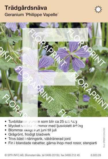 Geranium Philippe Vapelle
