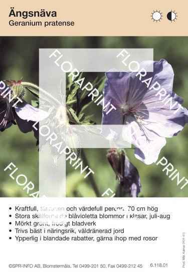 Geranium pratense