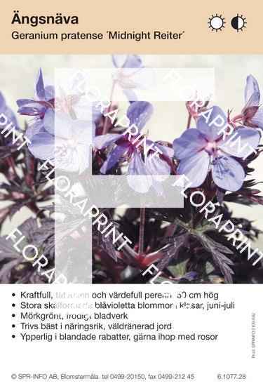 Geranium pratense Midnight Riter