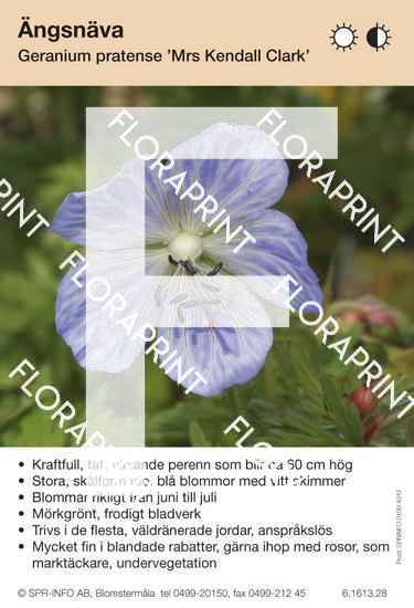 Geranium pratense Mrs Kendall Clark