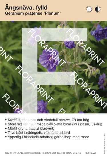 Geranium pratense Plenum