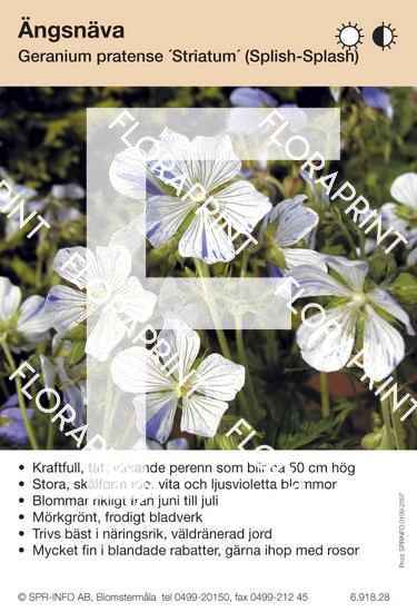 Geranium pratense Striatum (fd Splish-Splash)