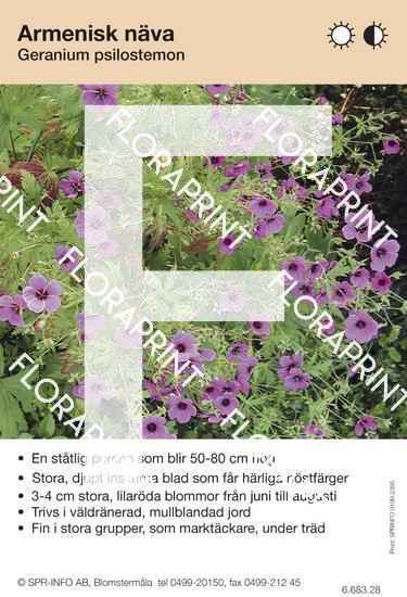 Geranium psilostemon