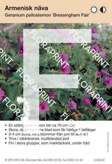 Geranium psilostemon Bressingham Fair