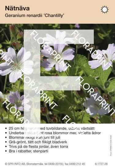 Geranium renardii Chantilly