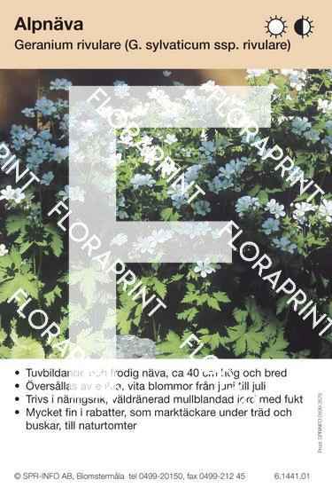 Geranium rivulare