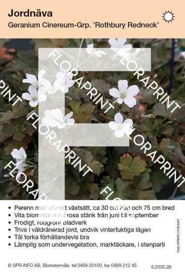 Geranium Rothbury Redneck