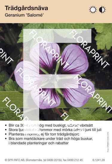 Geranium Salomé