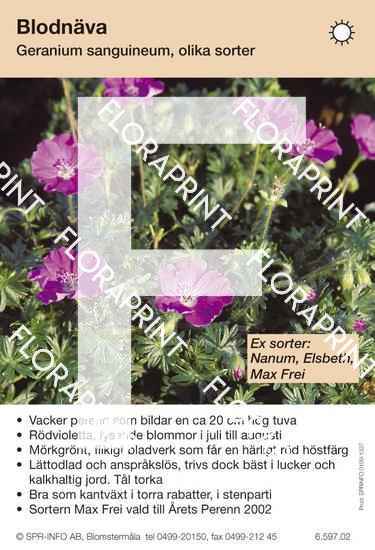 Geranium sanguineum (sorter:)