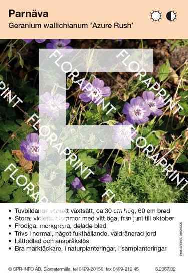 Geranium wallichianum Azure Rush