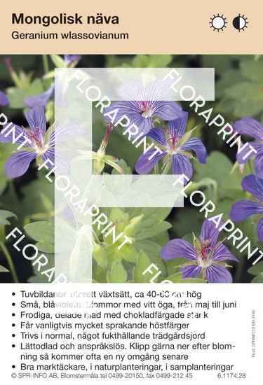 Geranium wlassovianum