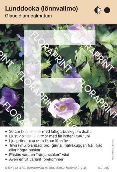 Glaucidium palmatum