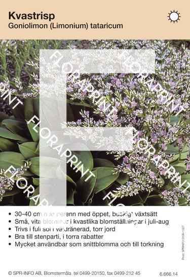 Goniolimon (fd Limonium) tataricum