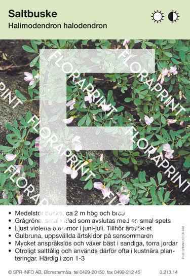 Halomidendron halodendron