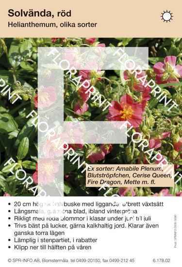 Helianthemum allm röd